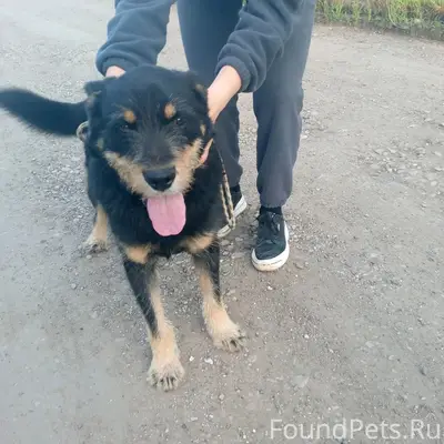 Пропал пёс Барбос