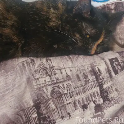 Пропала кошка, около года