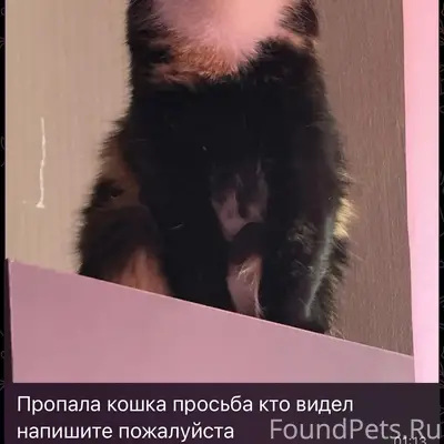 Пропала кошка, Зорге 209