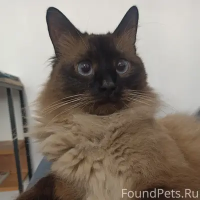 Пропал кот 
