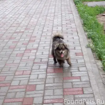 Пропала собака,