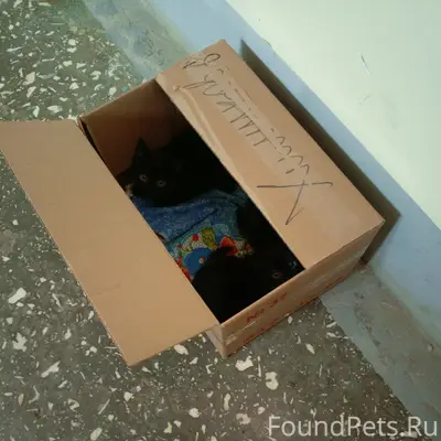 Найдены котята в Сысерти