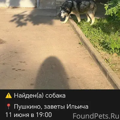 Пропала собака