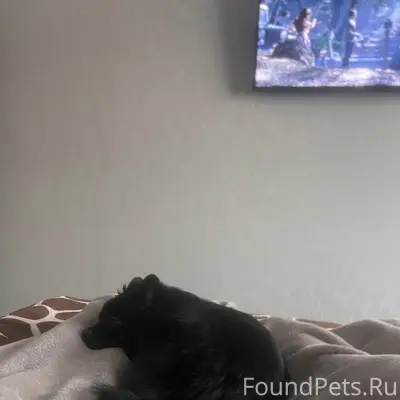 Пропала собака