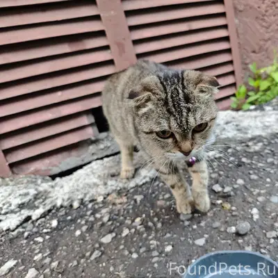 Найдена кошка, Заводской район, ул. Климасенко