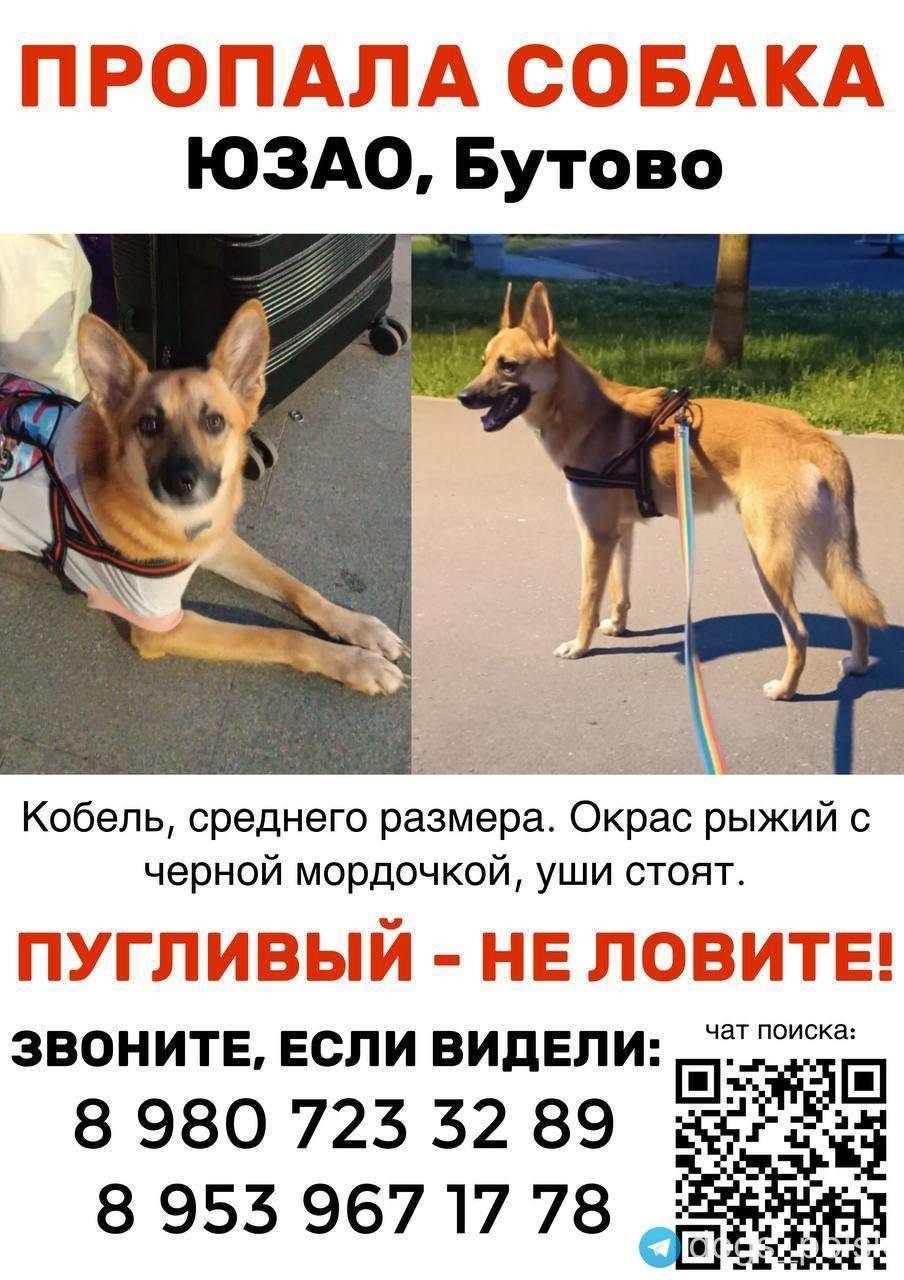 Пропал метис, Северное Бутово