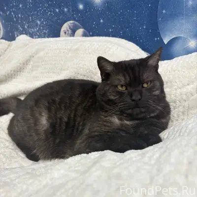 Пропал кот Марсик, район Яскино