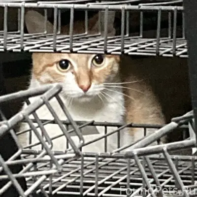 Пропал Котик, Волгоград, Козловская.