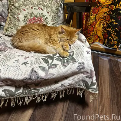 Пропал кот, улица Мира