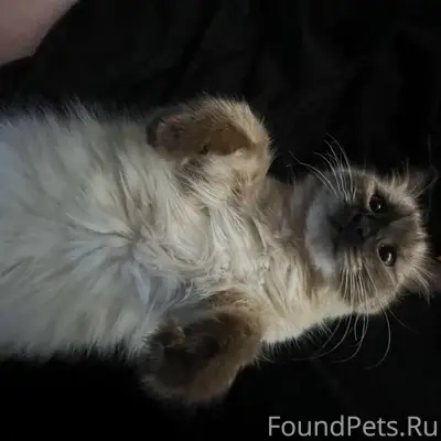 Пропала кошка, Район Химмаш