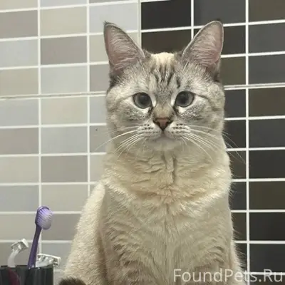 Пропала кошка Беся, Алмалинский район