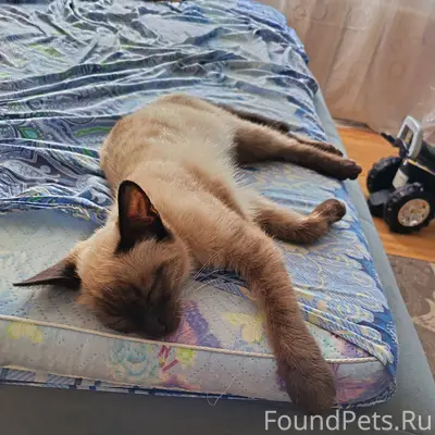 Пропал кот, район Верховина