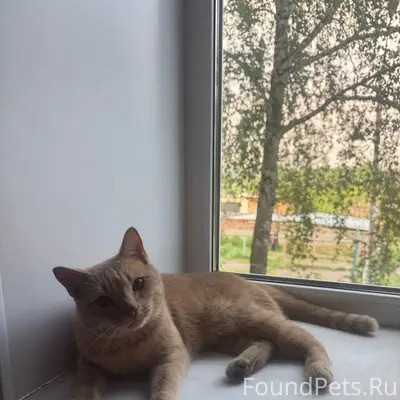 Найден кот, улица Энтузиастов