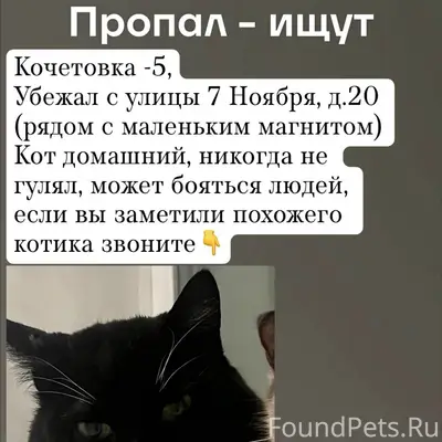 Пропал кот, Мичуринск, Кочетовка - 5