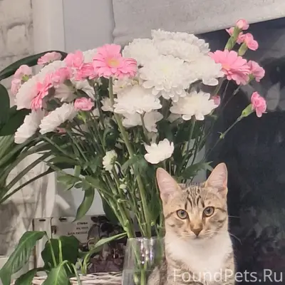 Пропал кот, ул. Советская
