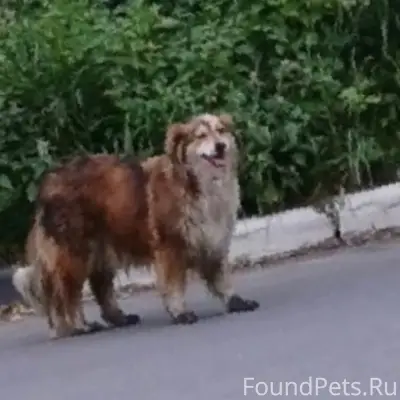 Пропала дворняга Моня, Дмитров