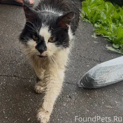 Найден кот, Веризино