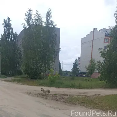 Найден пёс, возле ветеринарной станции