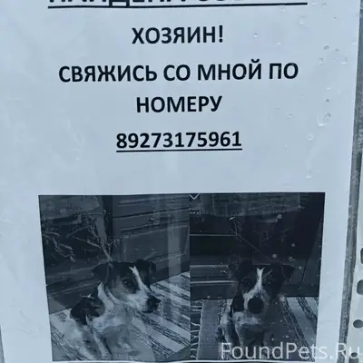 Найден джек-рассел, Уфа