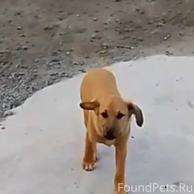Пропал рыжий щенок, Денисово
