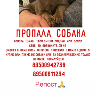 Пропал Чихуахуа Томас, район хлебозавода и РПС