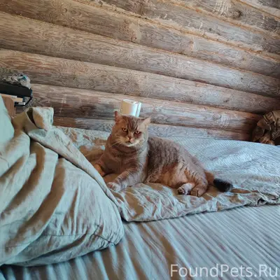 Пропал британец, деревня Большое Иголкино