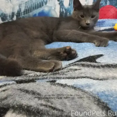 Найдена кошка, на Братьев Радченко