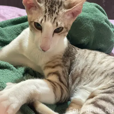 Пропал кот, 
