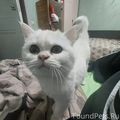 Пропала белая кошка, Заволжский район