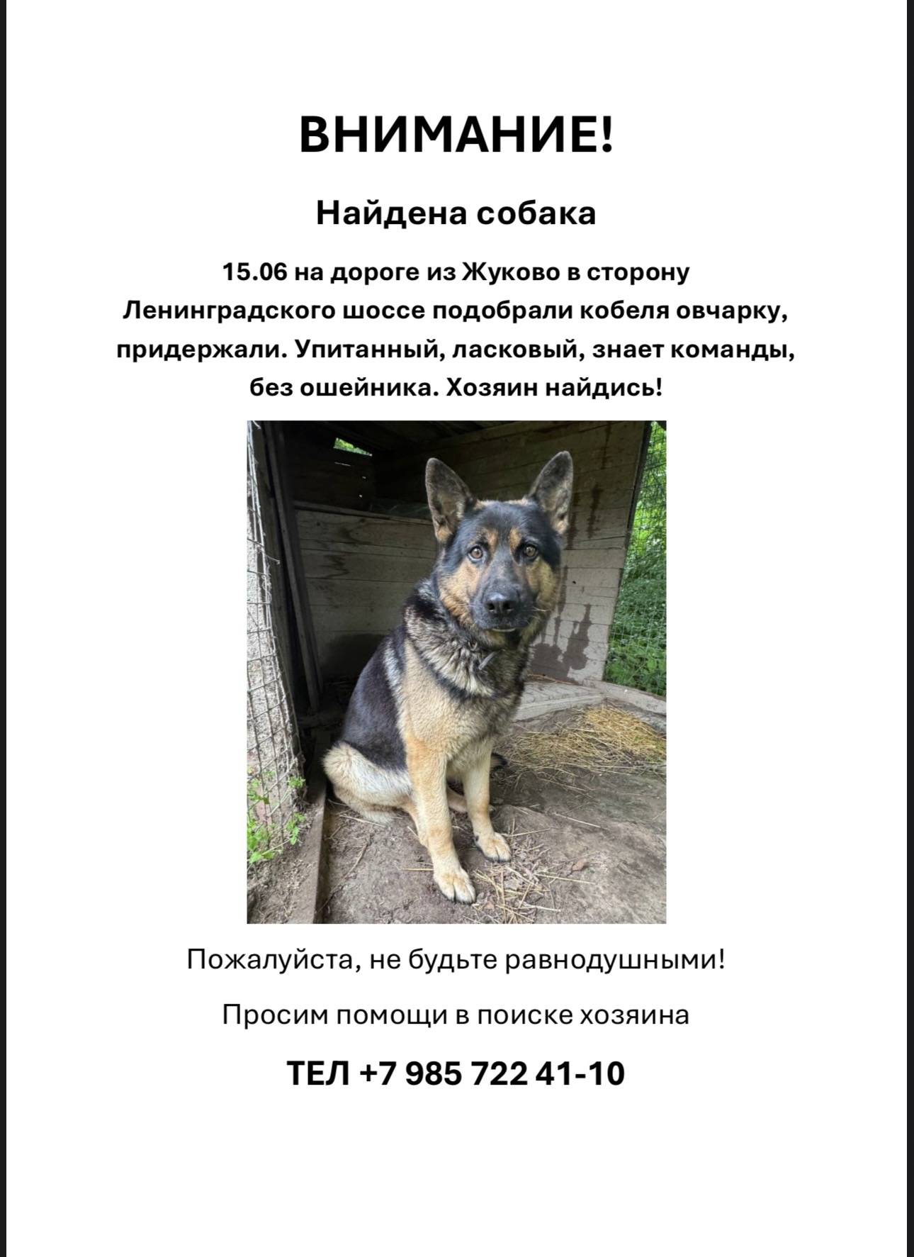 Найдена овчарка