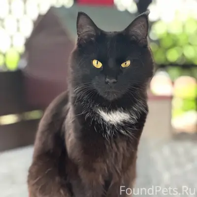 Пропал кот, район Первостроителей