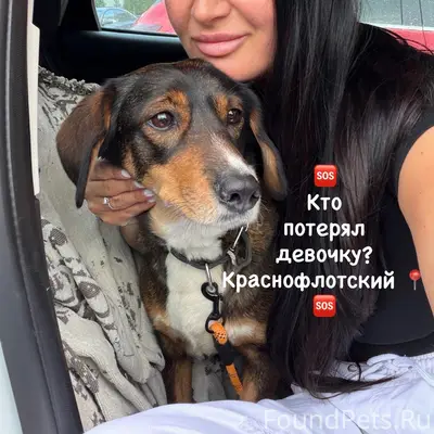 Найдена собака, остров Краснофлотский