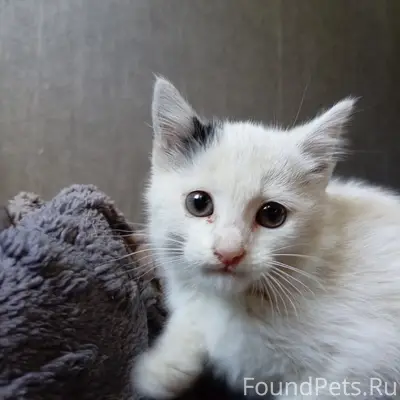Найдена кошка, [место не указано]