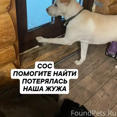 Пропала помесь шарпея и лабрадора Жужа, Кодинка