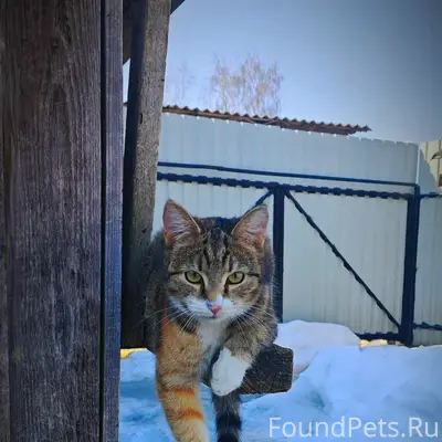Пропала кошка, ул. Молодёжная
