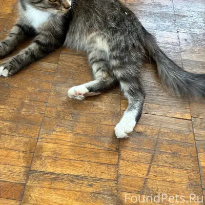 Найдена кошка, Советский район