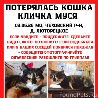 Пропала кошка Муся, д. Люторецкое