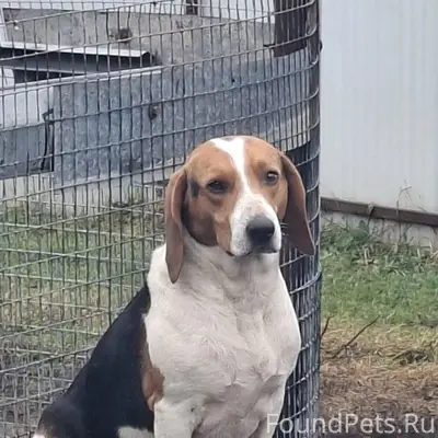 Пропала эстонская гончая, 
