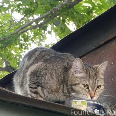 Найдена кошка, Молодёжная улица, Барнаул