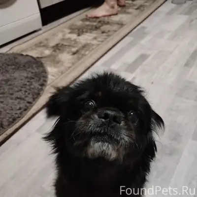 Найден тип собака, район Октября