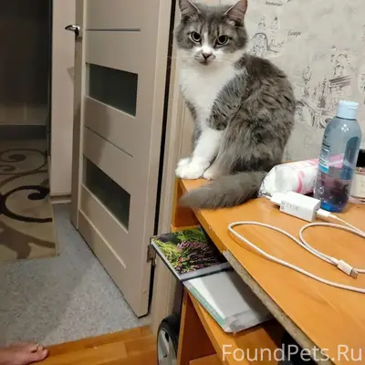 Пропала кошка Муся, район железнодорожный