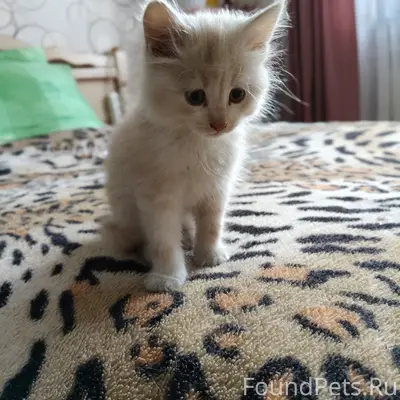 Найден котенок на Масловке, ул. Строителей
