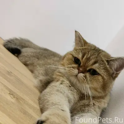 Пропала кошка, Московская улица