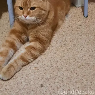 Найден рыжий кот, Брагино