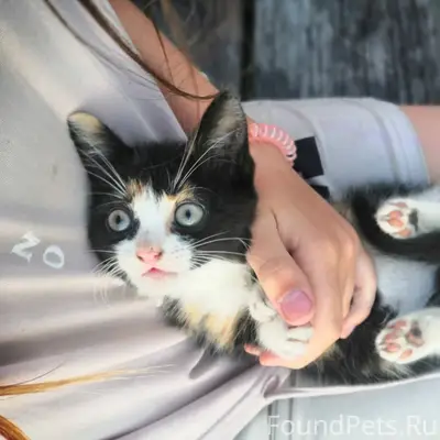 Найден котёнок, Д. Яковлево
