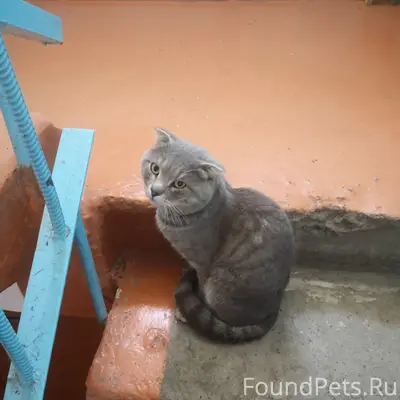 Найден кот, 7 'А' микрорайон, д. 19