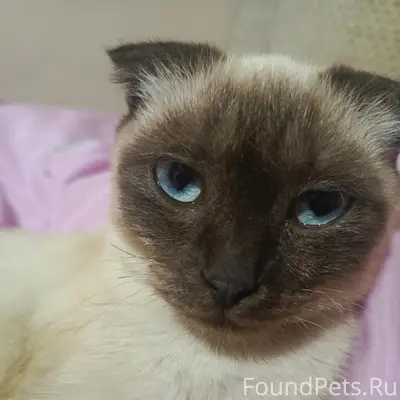 Пропала кошка, поселок строителей, возле Азовской