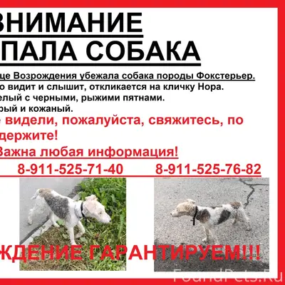 Пропала собака, Город Сокол