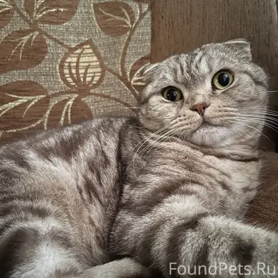 Пропал кот, район Тургенева/9 января