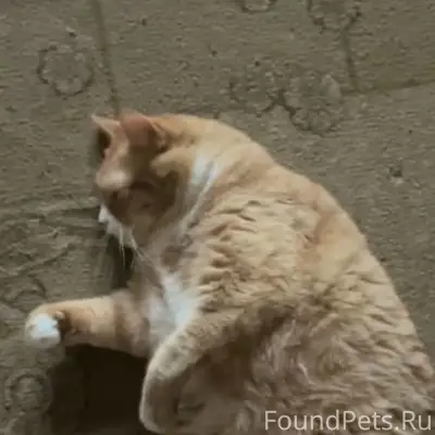 Пропал кот, пропал домашний кот